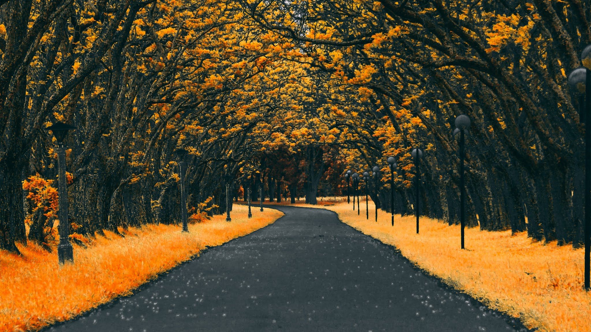 Autumn Road Nature 4k Wallpaper