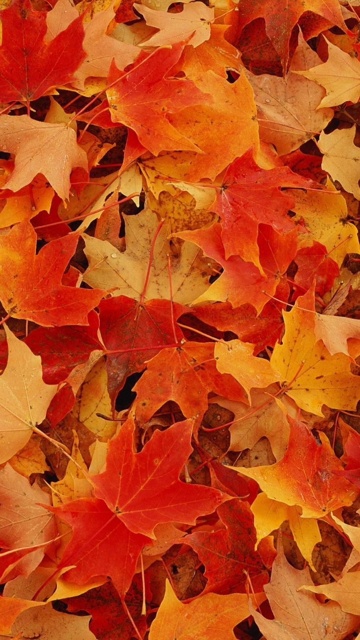 Autumn Leaves Wallpaper Free HD Wallpaper