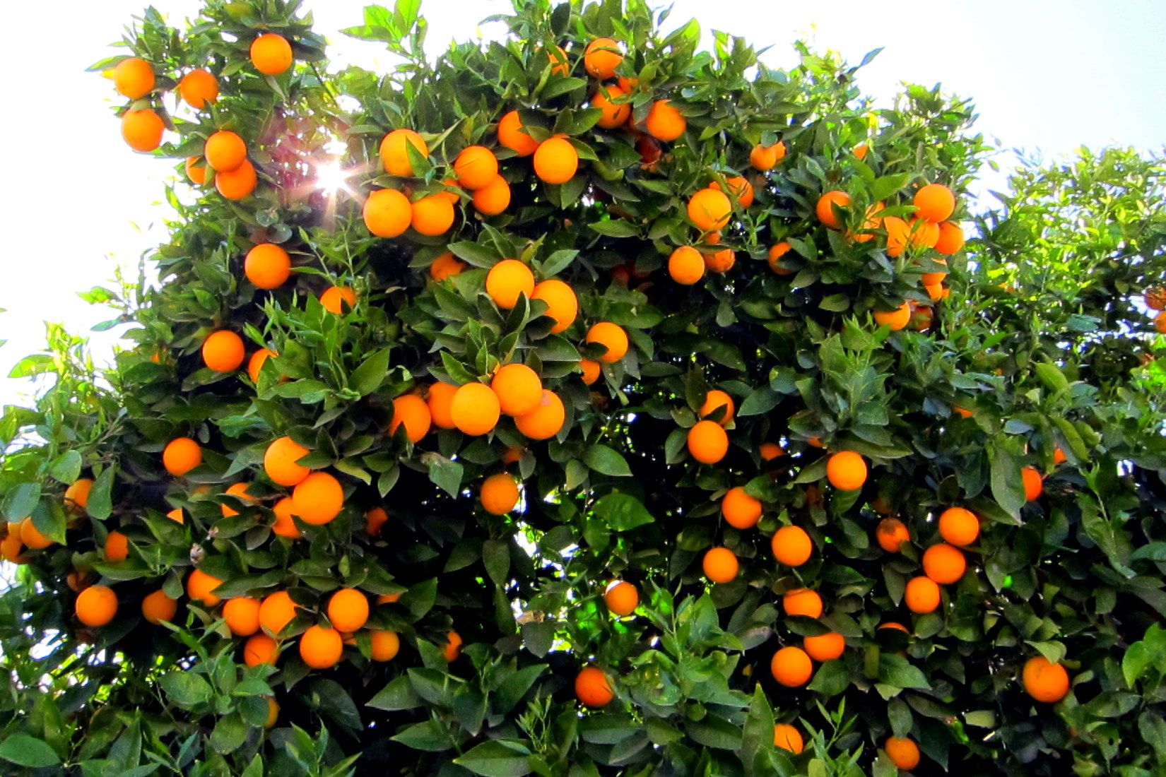 Orange Tree Photo