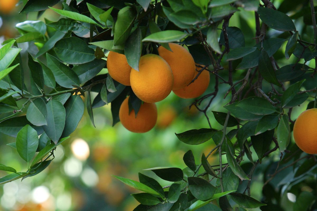 Premium Vector  Orange citrus fruit background fruits and leaves of orange  tree for social media postcards print