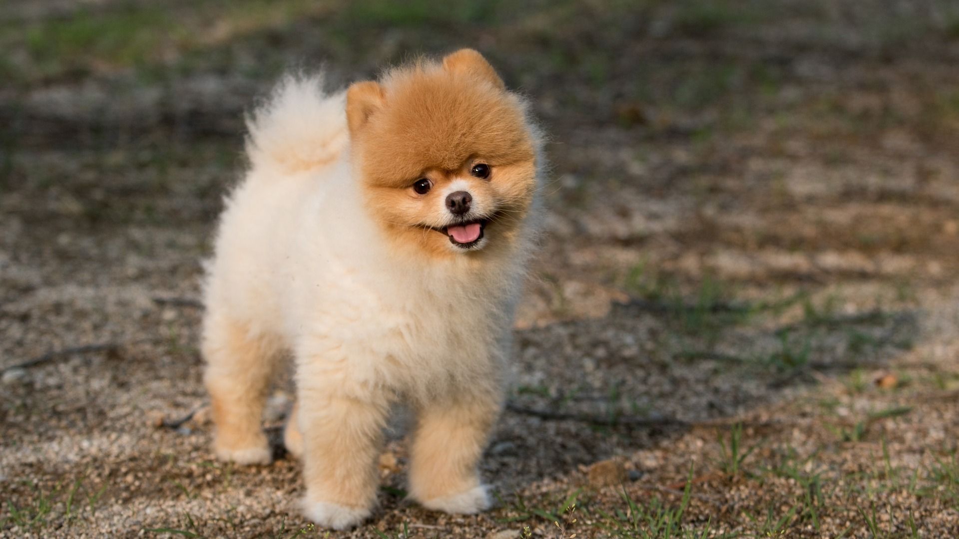 Lovely Puppy Cute Pet Animal Wallpaper