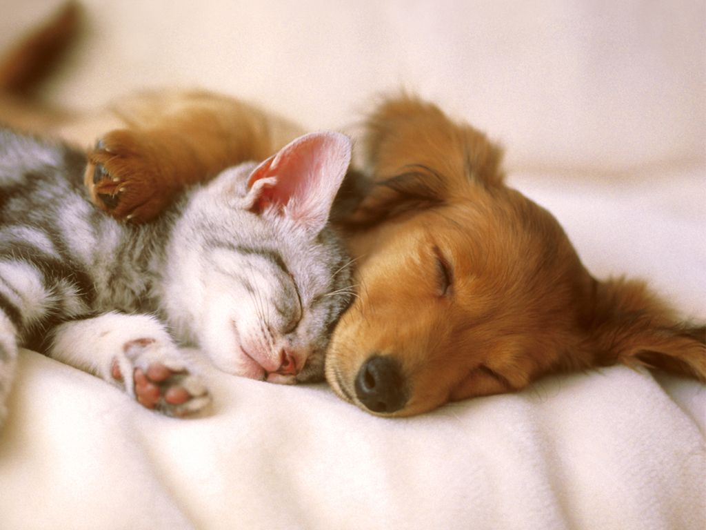 Cute Pets Care Of Animals, Download Wallpaper