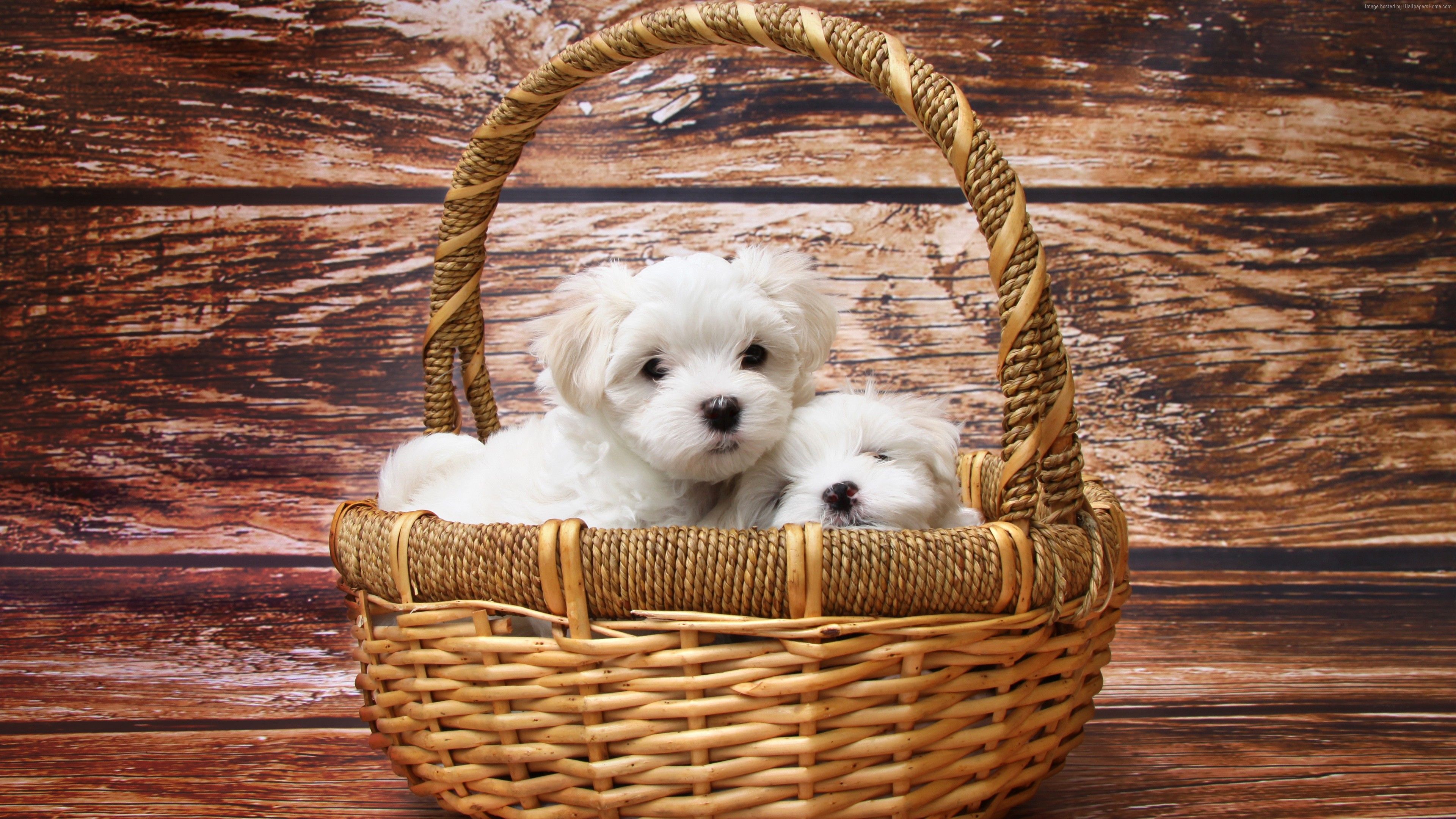 Wallpaper Maltese dogs, puppy, white, pet, Animals Wallpaper Download Resolution 4K Wallpaper