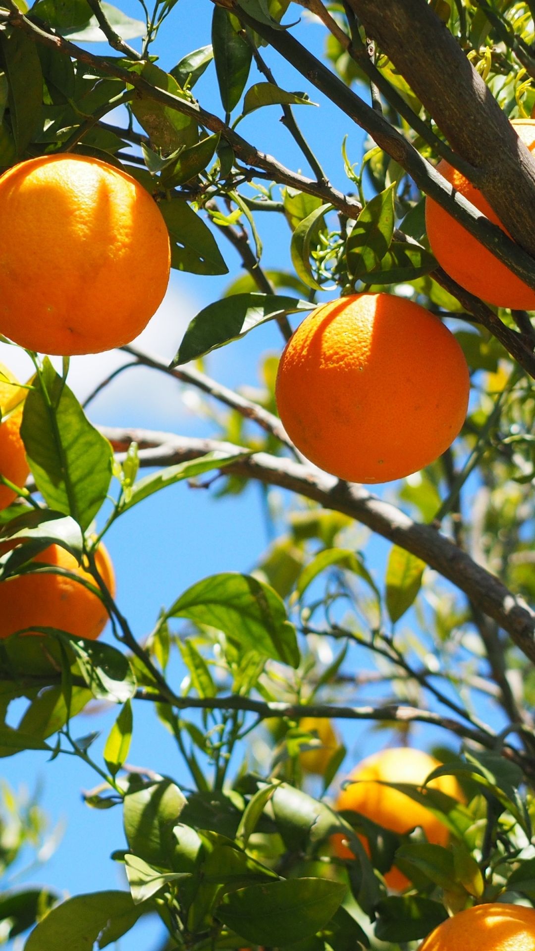 Free download Download wallpaper 3840x2400 oranges fruit orange tree citrus [3840x2400] for your Desktop, Mobile & Tablet. Explore Oranges Wallpaper. Oranges Wallpaper