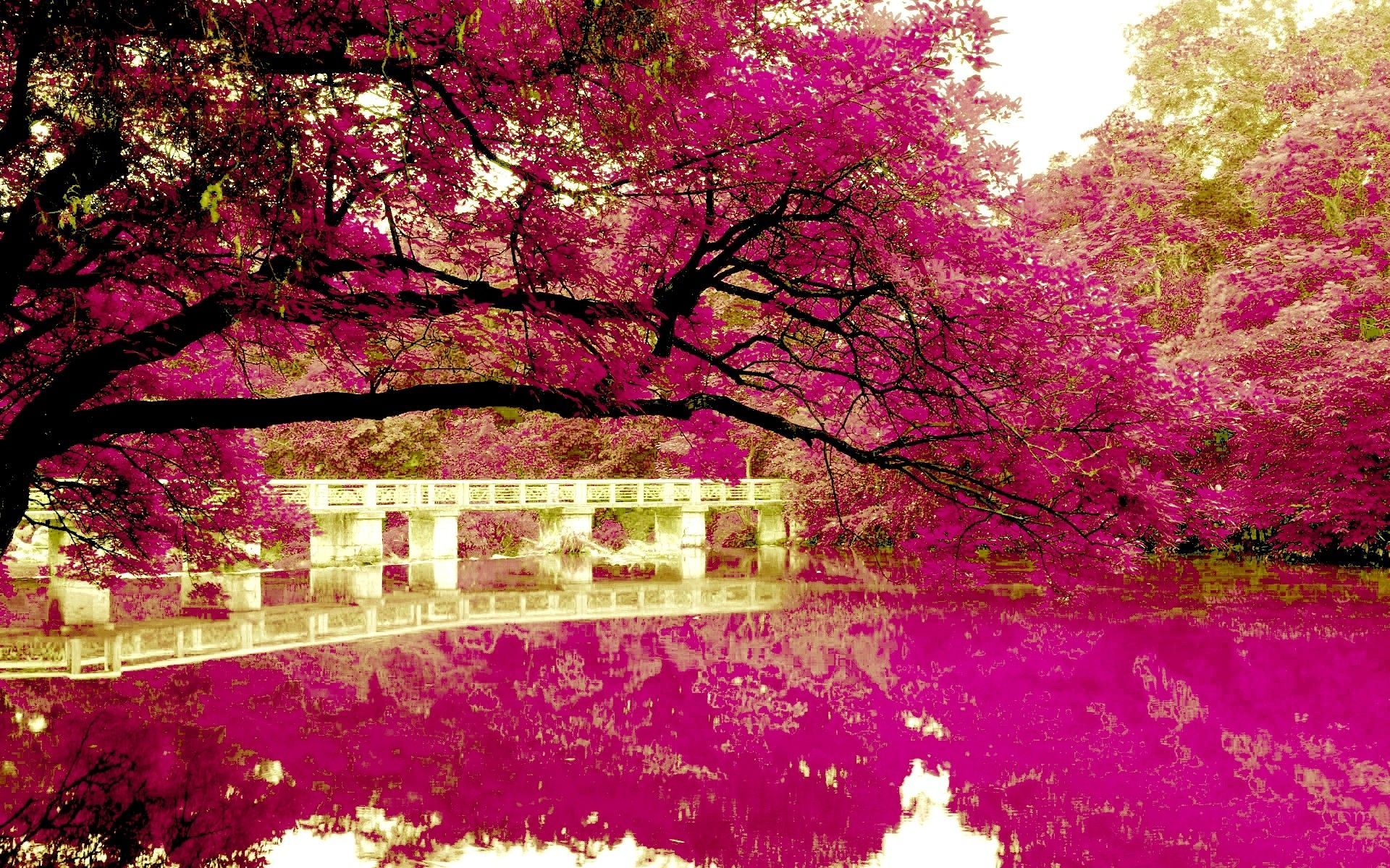nature wallpaper,nature,pink,natural landscape,tree,branch (#4177) -  WallpaperUse
