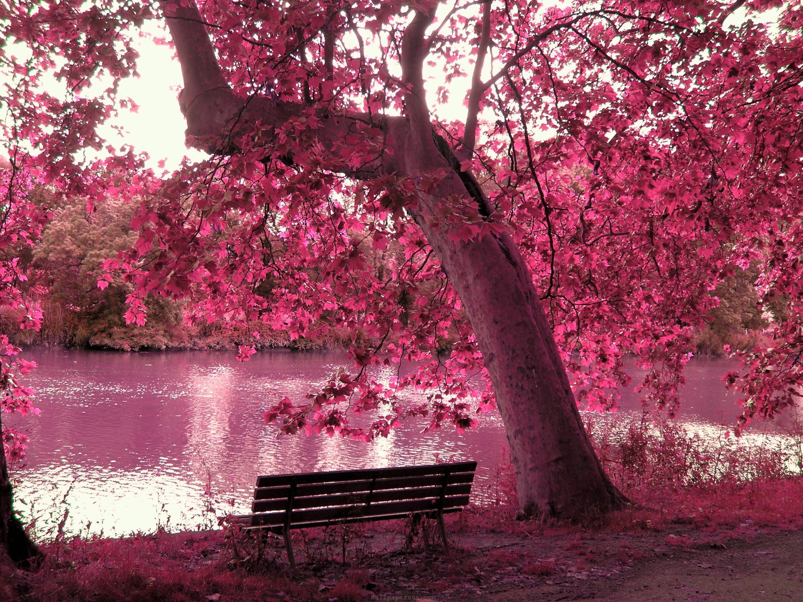 Pink Background Nature gambar ke 5