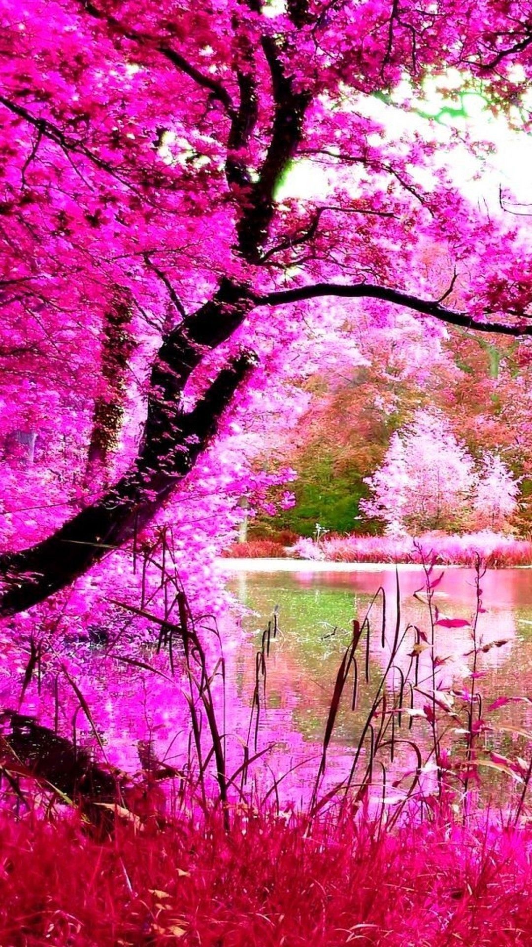 Thưởng thức cảnh tự nhiên trong tông màu hồng nhẹ nhàng này. Hình ảnh này tuyệt vời vì nó cho thấy sức sống và sự tươi mới của thiên nhiên. Hãy để cảm xúc của bạn bay bổng và tâm trí thư giãn bằng cách ngắm nhìn những hình ảnh đẹp này.