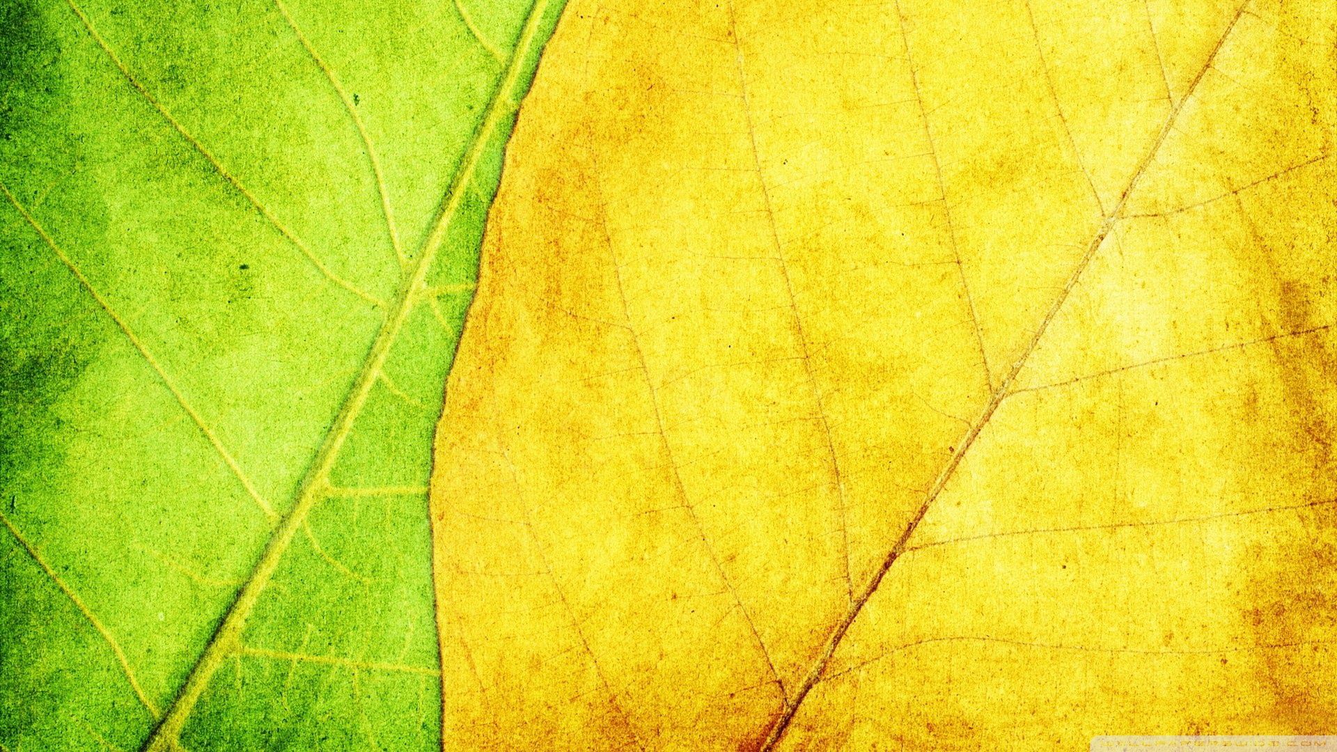 Green And Yellow Leaves Texture Ultra HD Desktop Background Wallpaper for 4K UHD TV, Widescreen & UltraWide Desktop & Laptop, Tablet