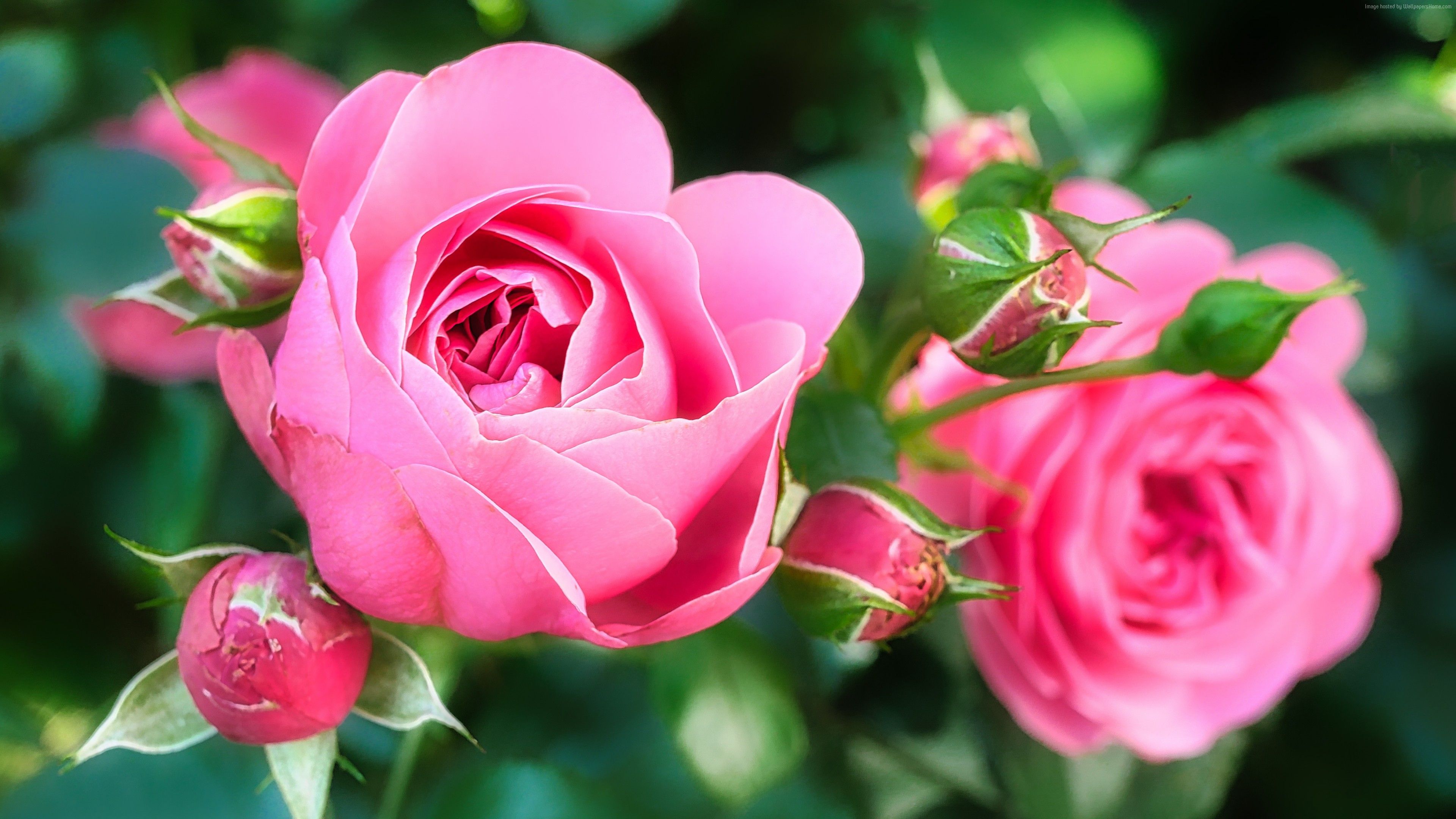 Wallpaper Rose, pink, flower, 5K, Nature Wallpaper Download Resolution 4K Wallpaper