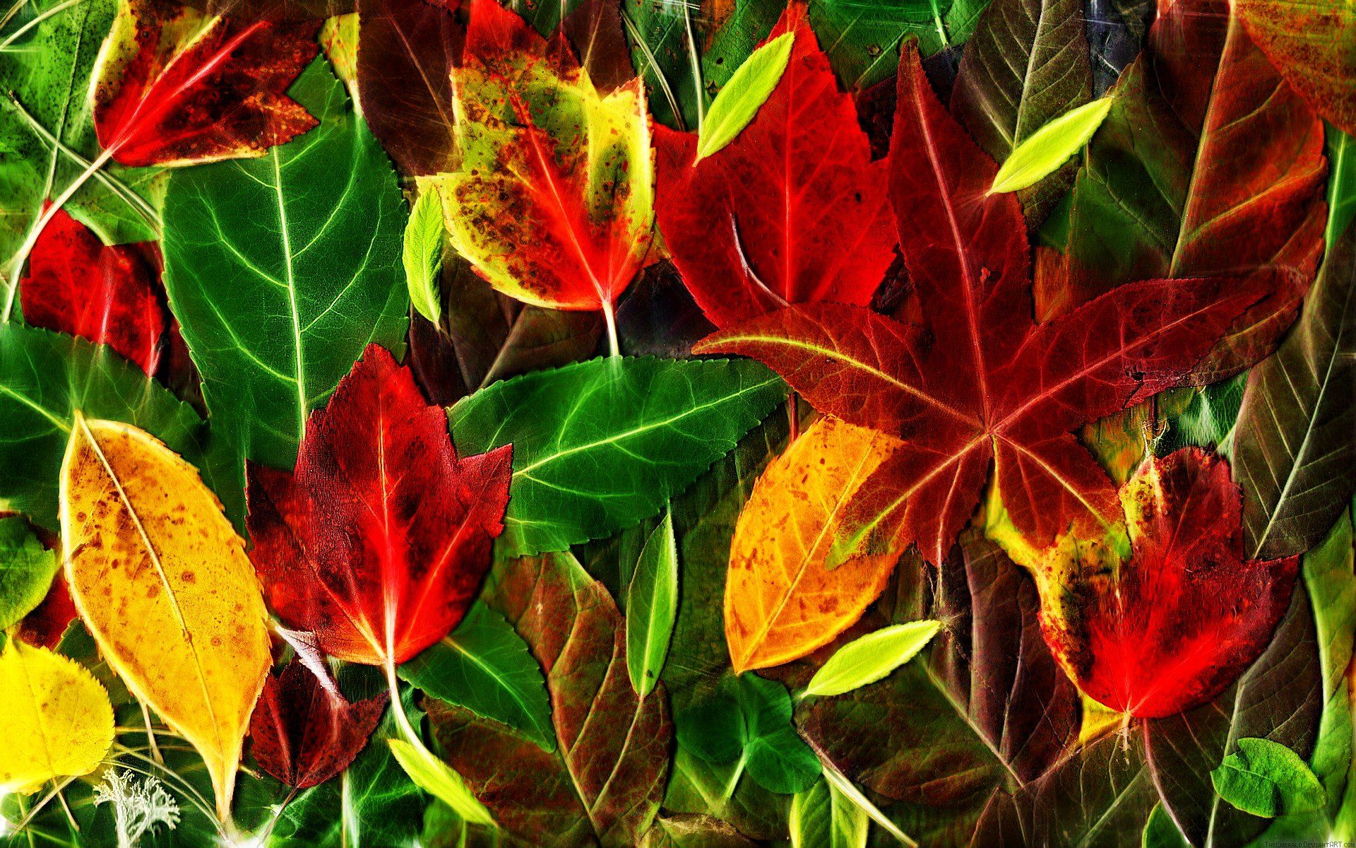 leaves, Fall, Red, Green, Yellow HD Wallpaper / Desktop and Mobile Image & Photo