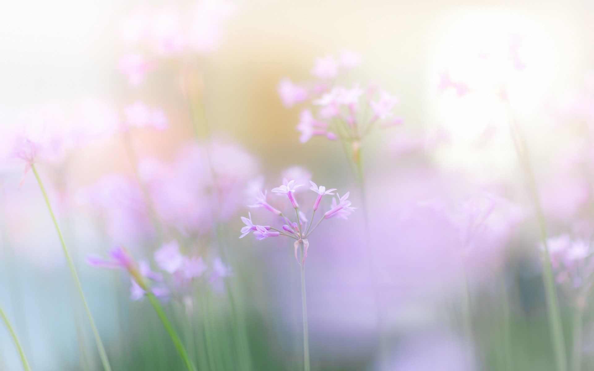 light, Nature, Flowers, Pink Wallpaper HD / Desktop and Mobile Background