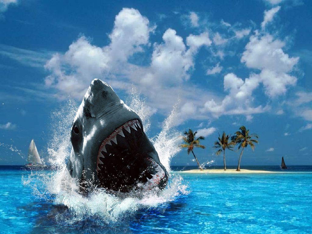 sharks attack wallpaper sharks 3D Wallpaper Best HD Desktop Background. Shark picture, Big shark, Shark photo