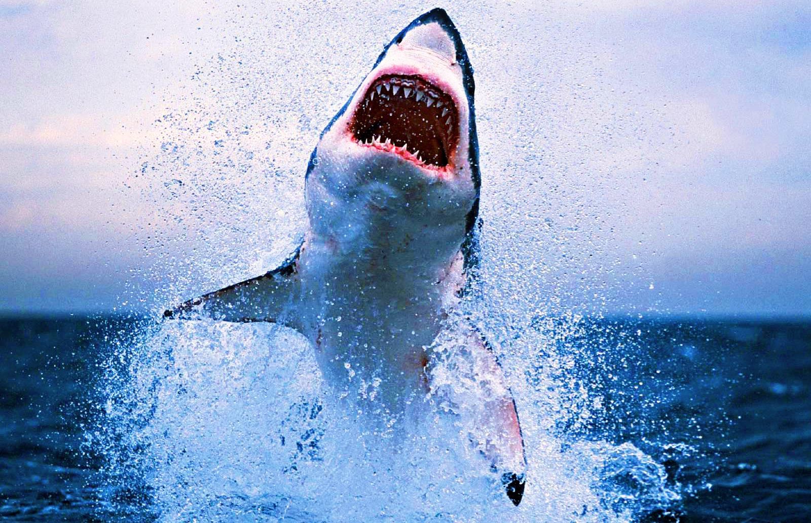 Great White Shark Attack Style Picture HD Wallpaper. Great white shark attack, Shark picture, White sharks