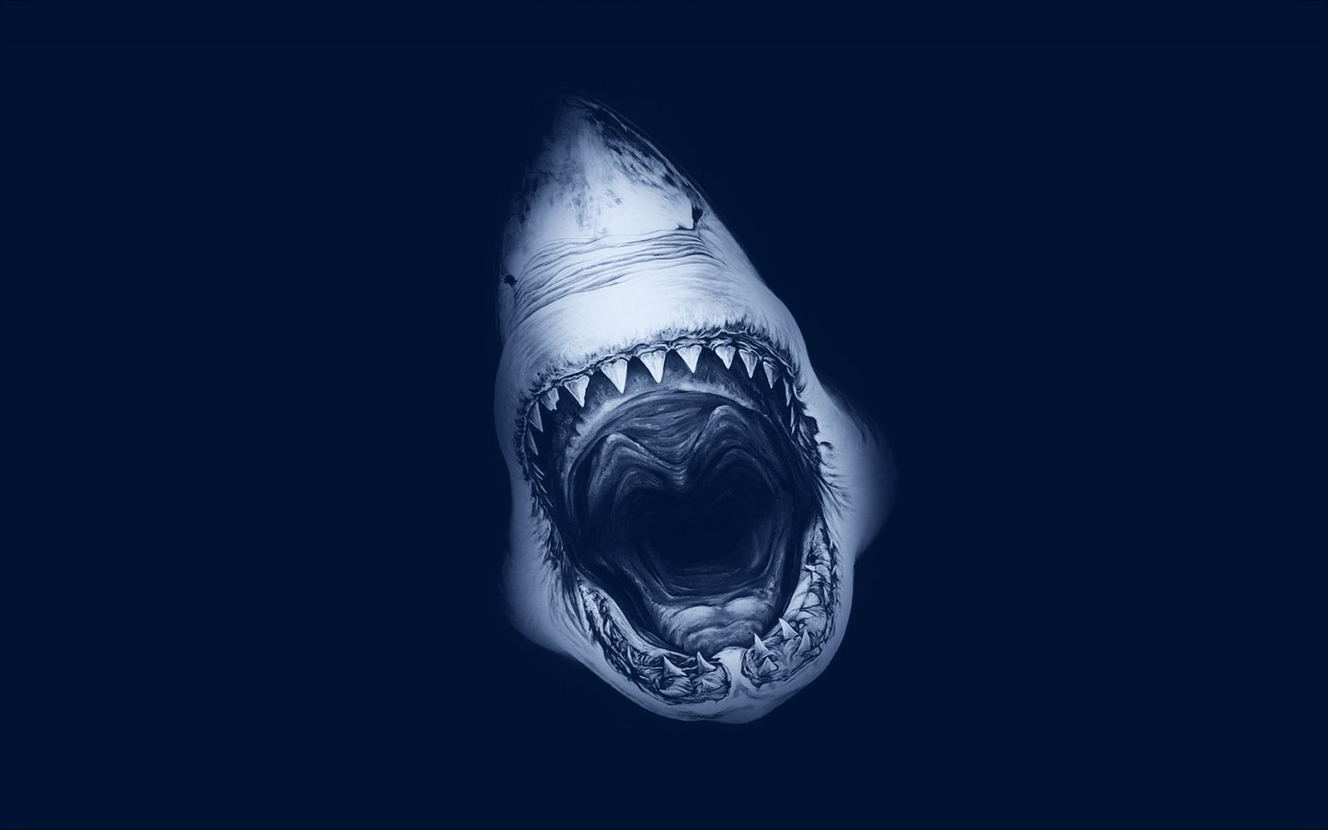 shark attack wallpaper
