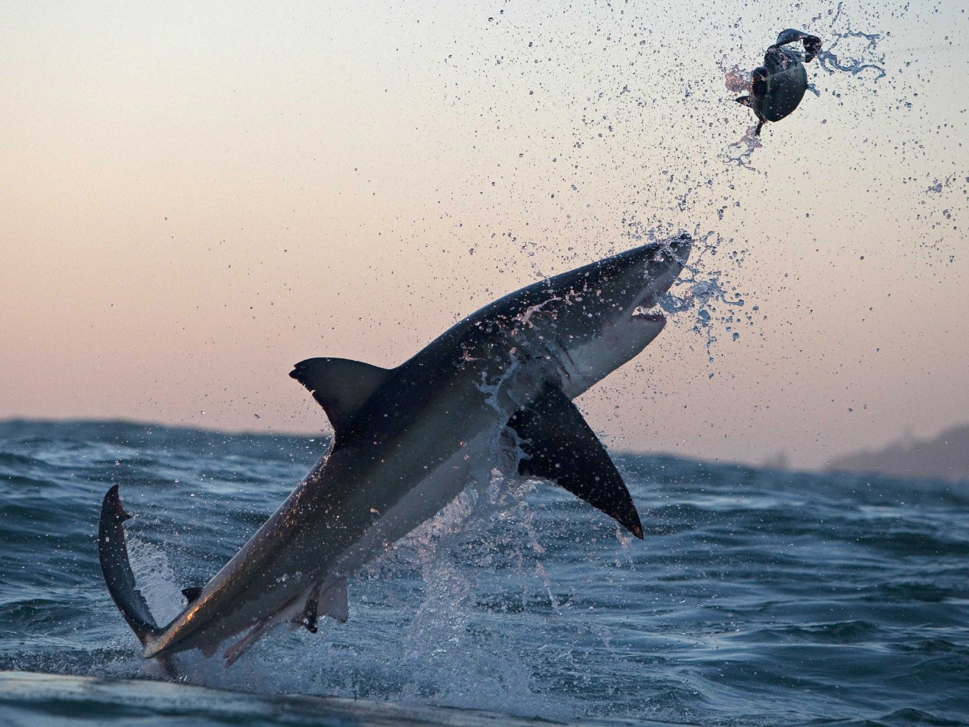 Flying Great White Shark Attack, Wallpaper13.com