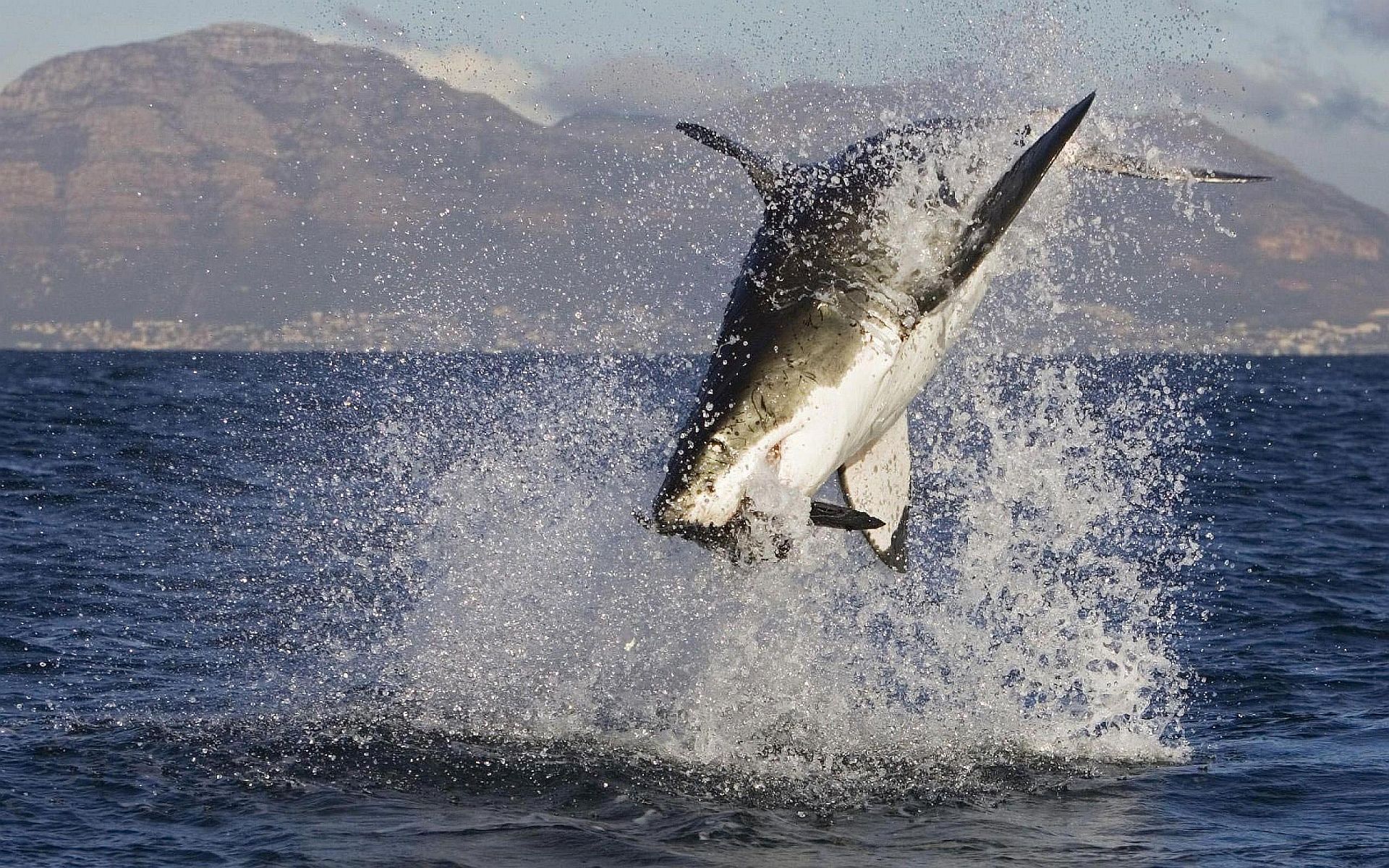 White Shark Attack
