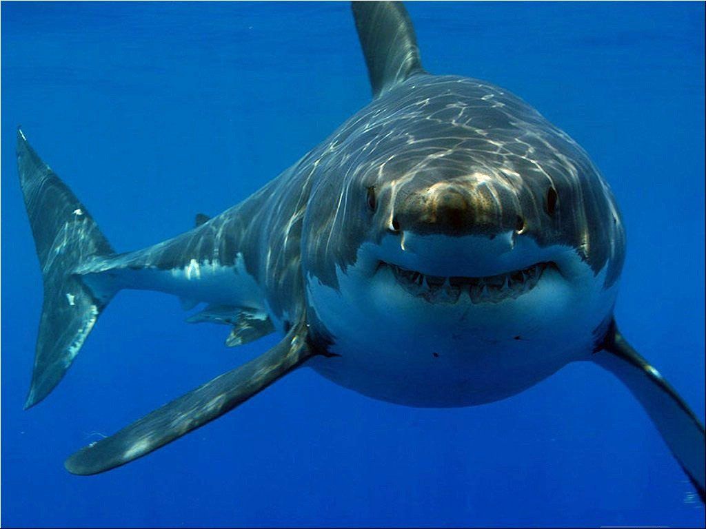 Pacific Coast Great White Shark Attack Report