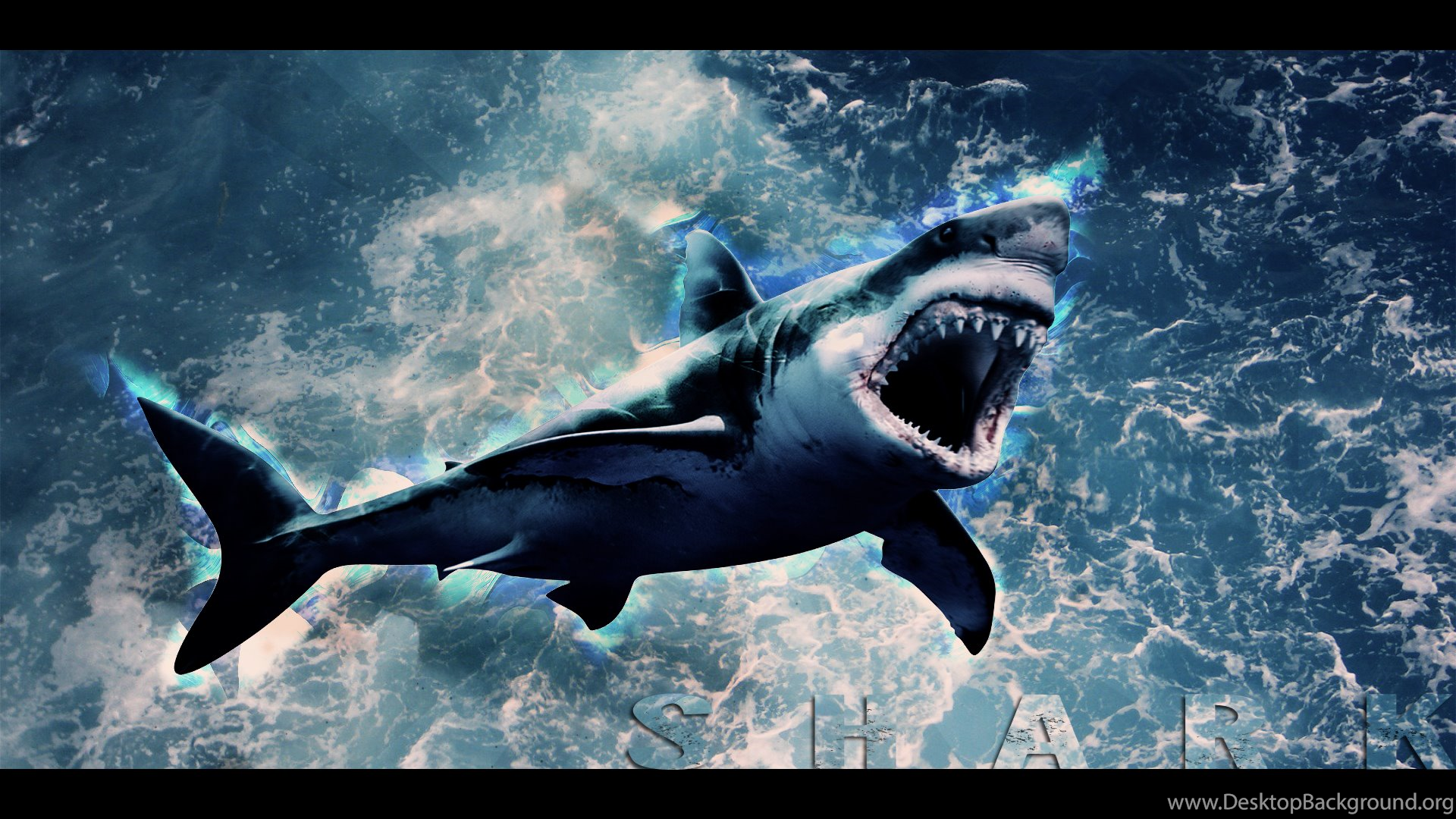 Shark Attack Wallpaper Picture For Desktop Uncalke.com Desktop Background