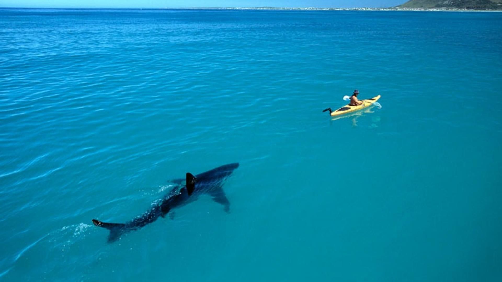 Shark Attack Wallpaper HD Image & Picture. Großer weißer hai, Ausgestopftes tier, Shark week