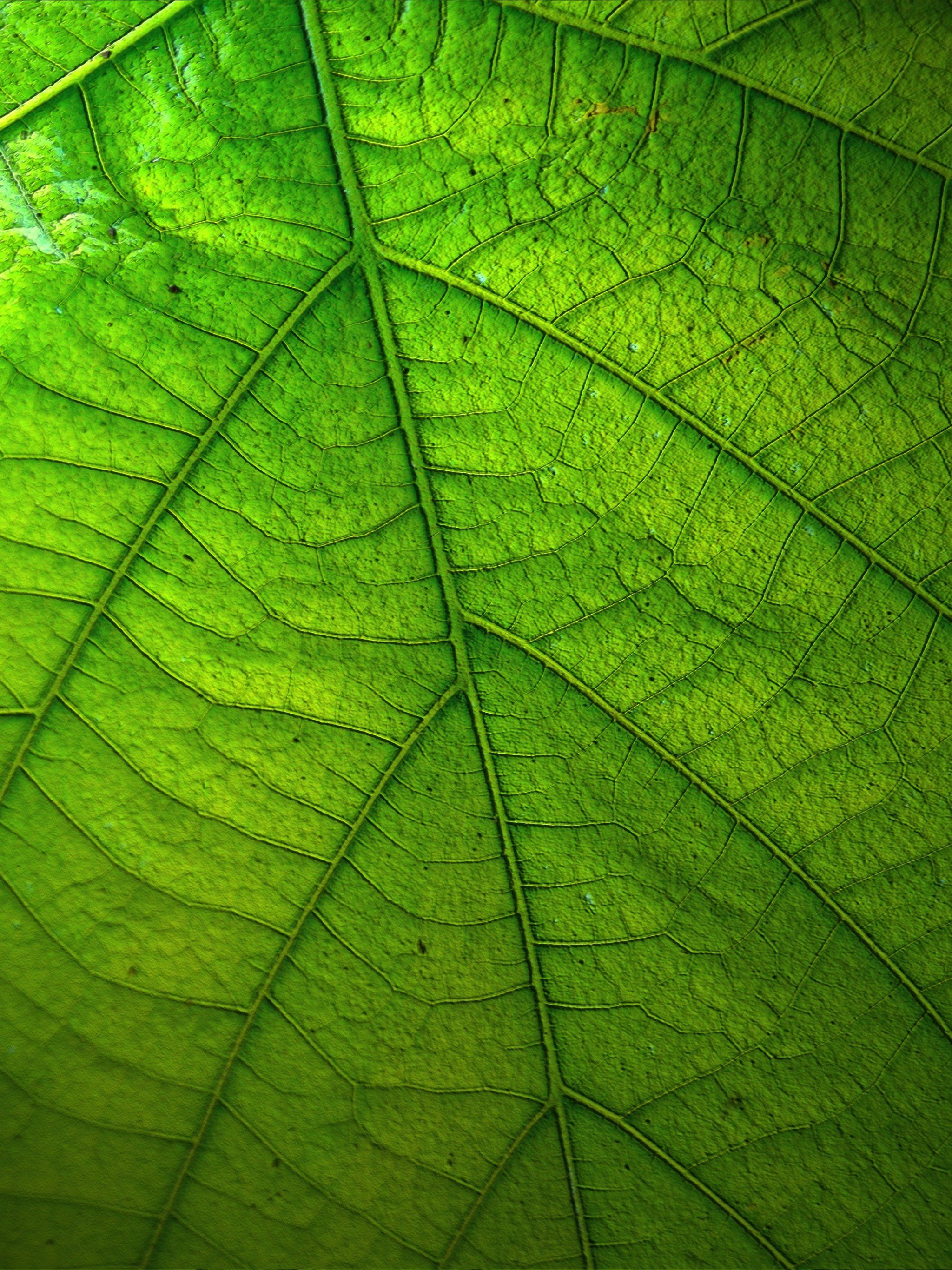 Green Leaf Wallpaper, Android & Desktop Background