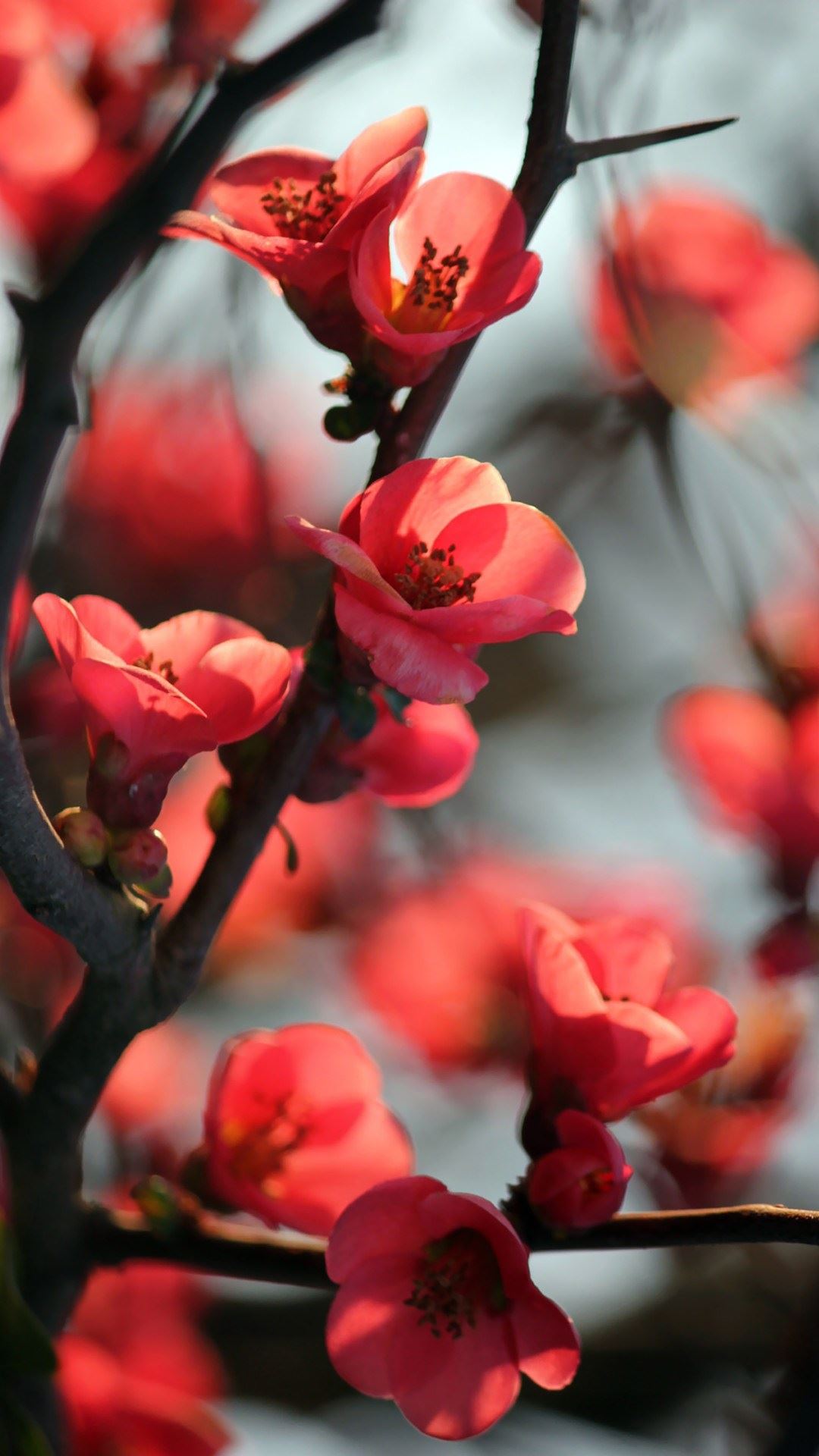 Red Cherry Tree Flowers iPhone 6 Plus HD Wallpaper HD