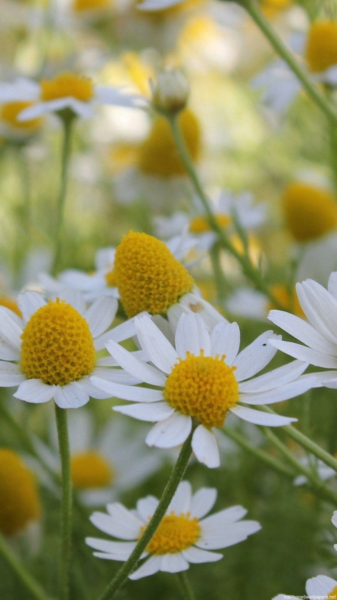 iPhone Flower Background