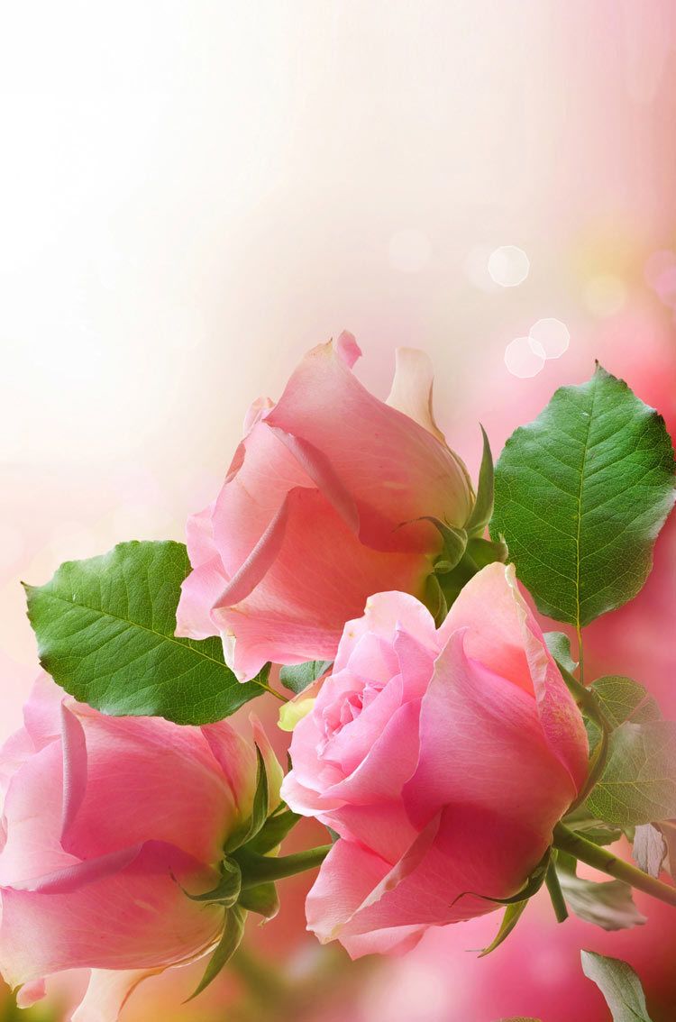 Pink Roses Flowers iphone HD wallpaper