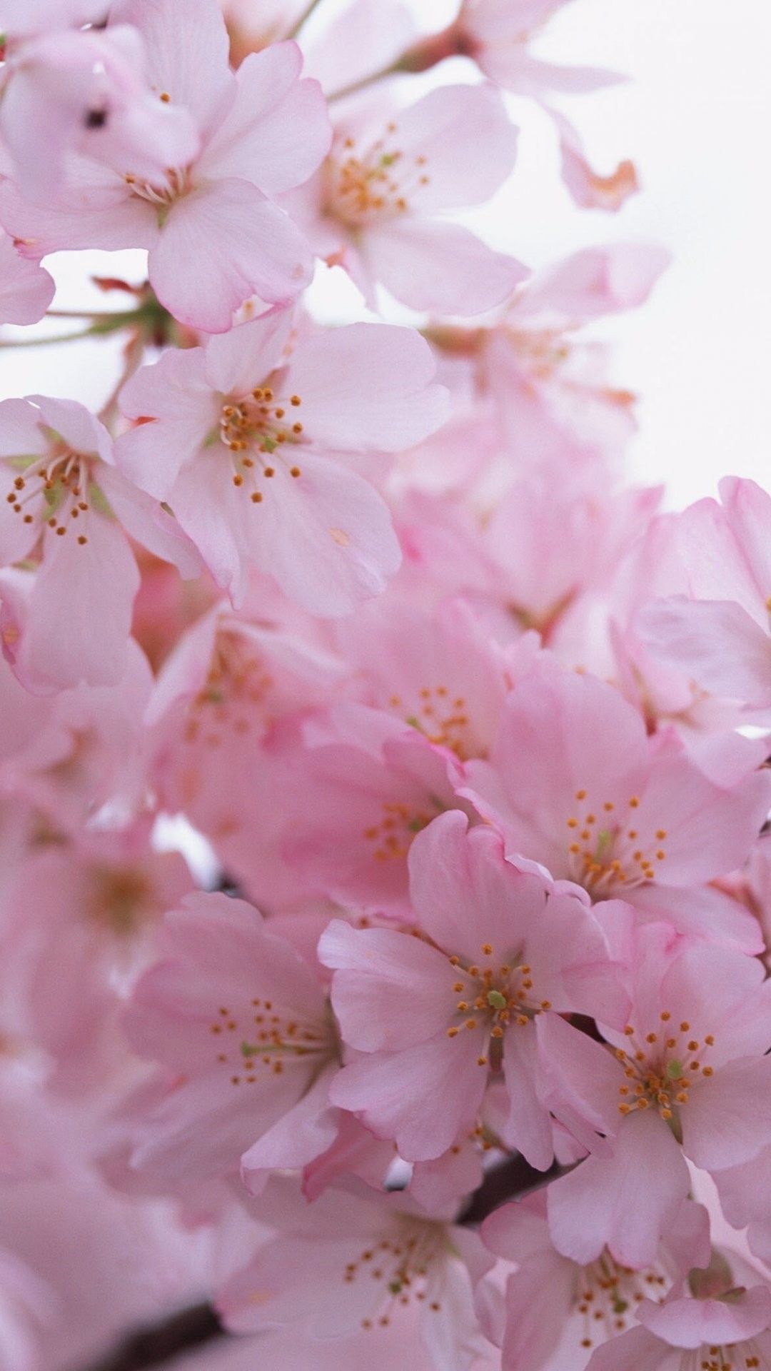 Spring iPhone HD Wallpaper. Flower .com