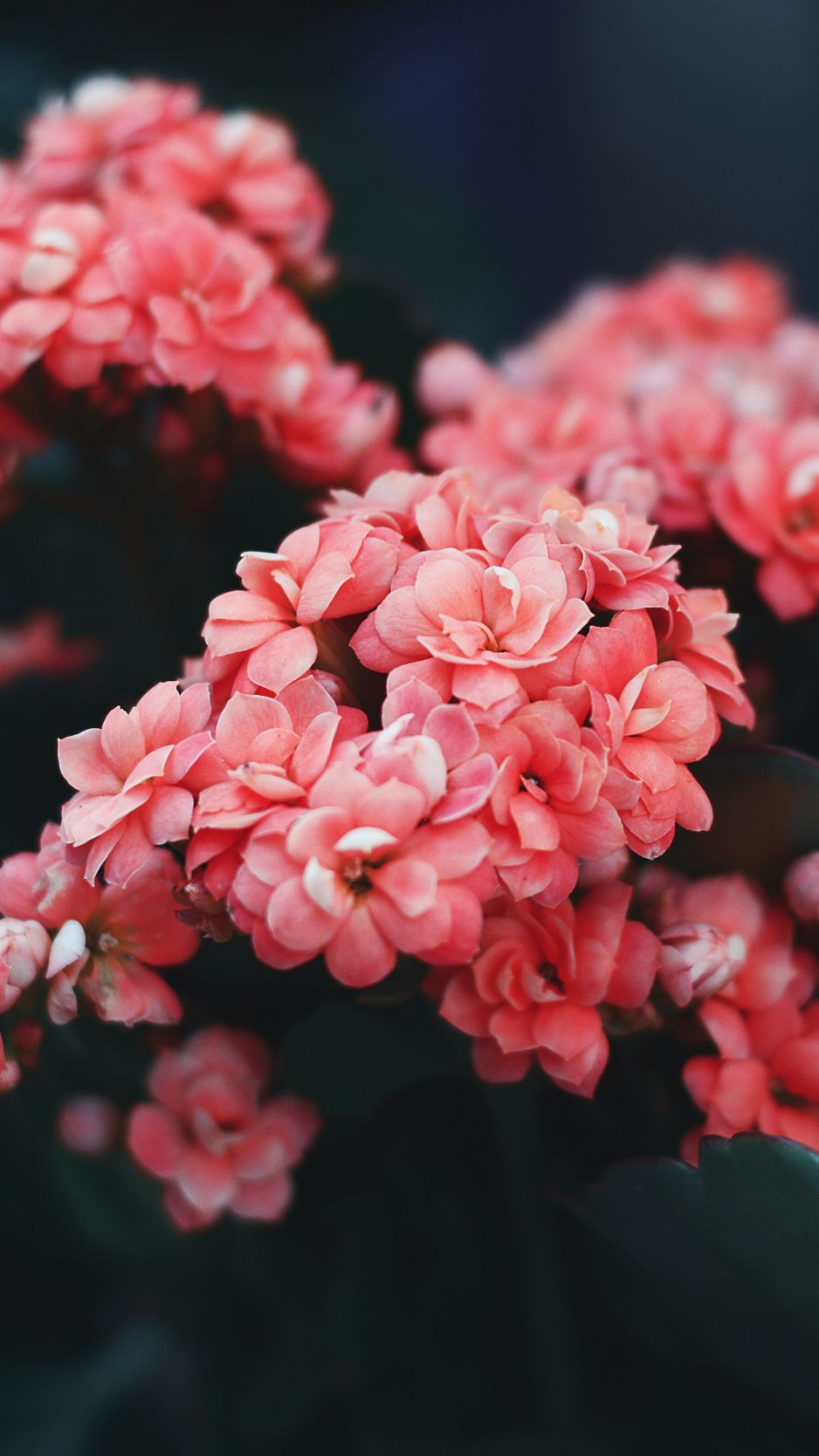 Download Wallpaper 938x1668 Flowers, Pink, Bloom, Bush, Wild Flower Iphone 8 7 6s 6 For Parallax HD Background