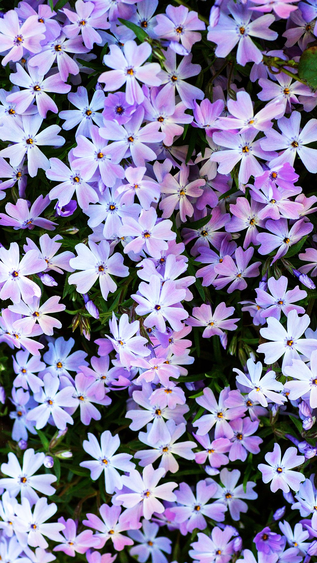 Flowers iPhone Background