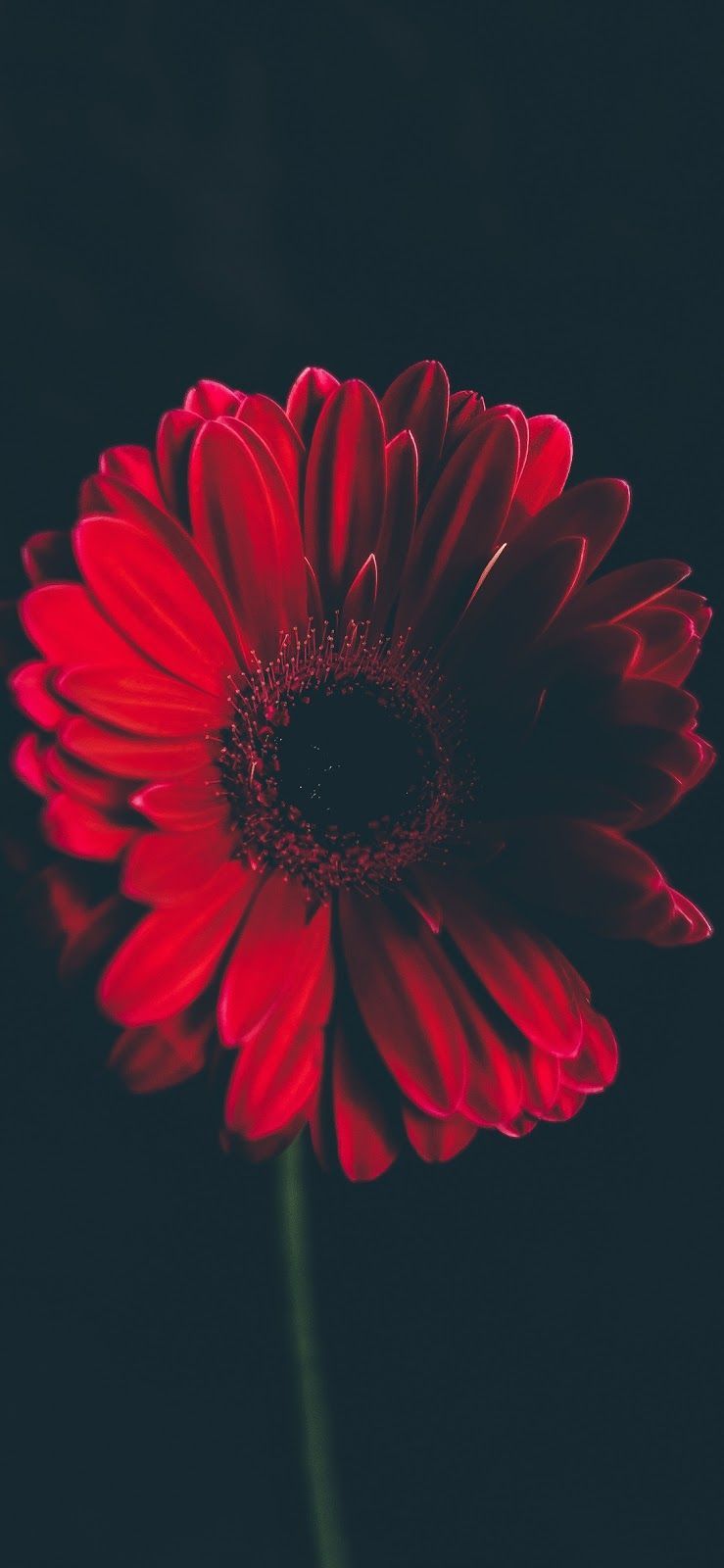 Red Flower (iPhone X) #wallpaper #iphone #android #background #followme. Flower iphone wallpaper, Red flower wallpaper, iPhone background red