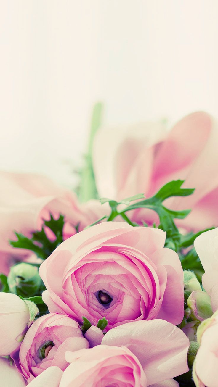 Beautiful Flower Wallpaper For iPhone (Free Download!)