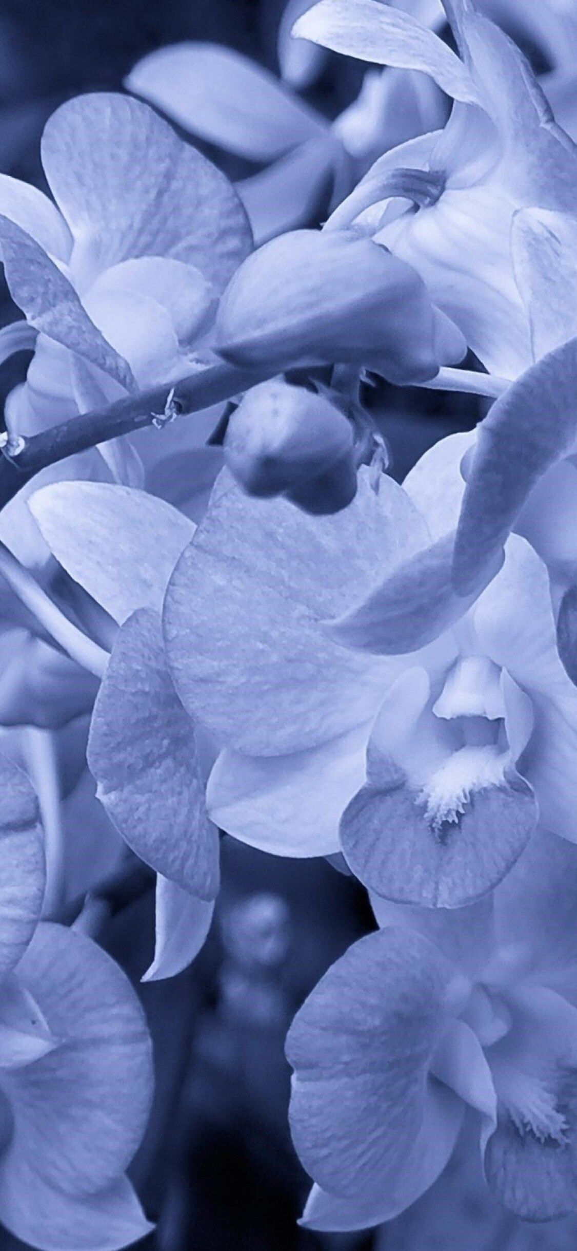 Orchid Flowers iPhone XS, iPhone 10, iPhone X HD 4k Wallpaper, Image, Background, Photo and Picture