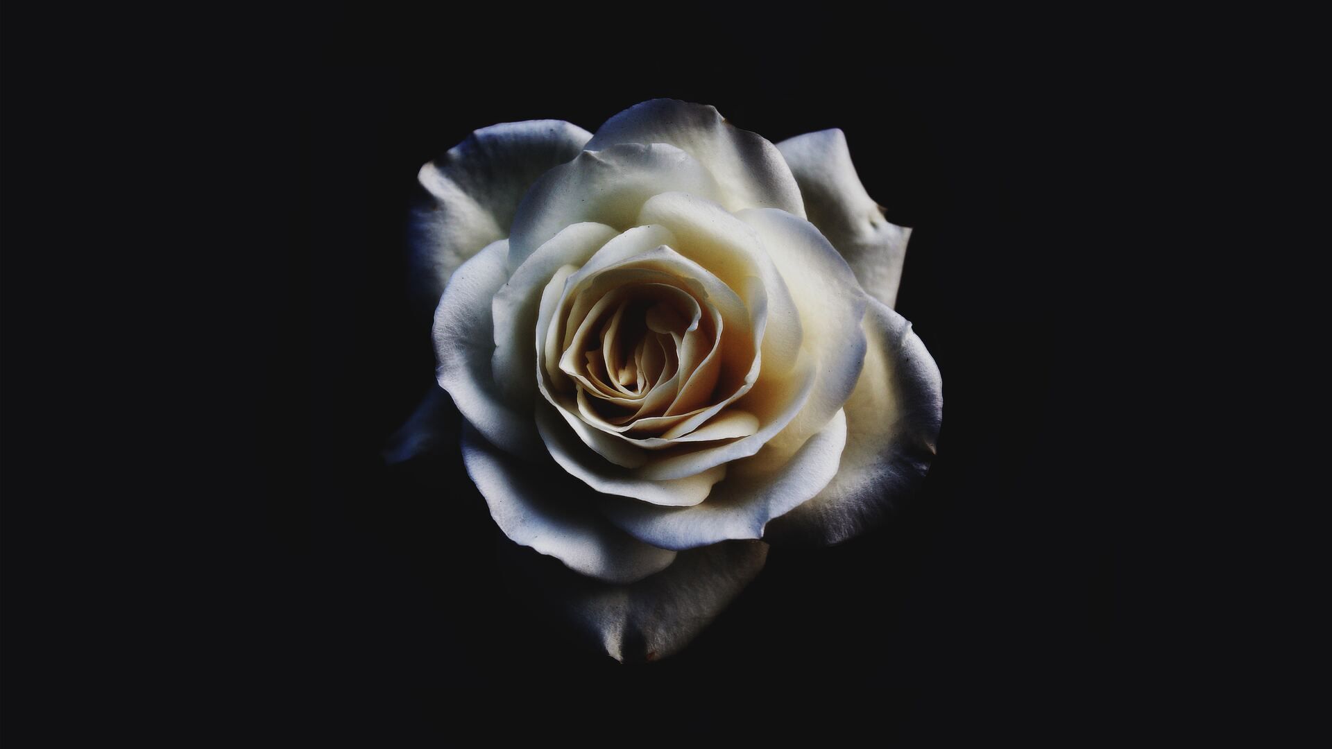 White Rose Oled 5k Laptop Full HD 1080P HD 4k Wallpaper, Image, Background, Photo and Picture