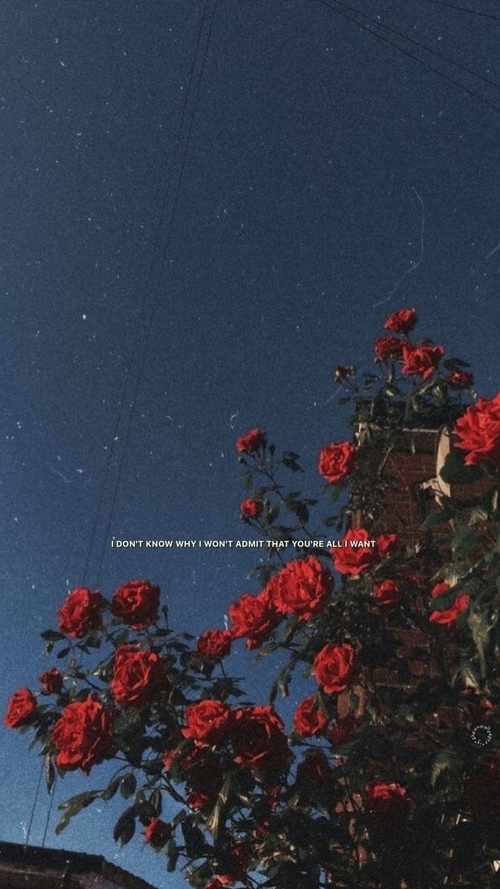 sky, flowers, quote and aesthetic