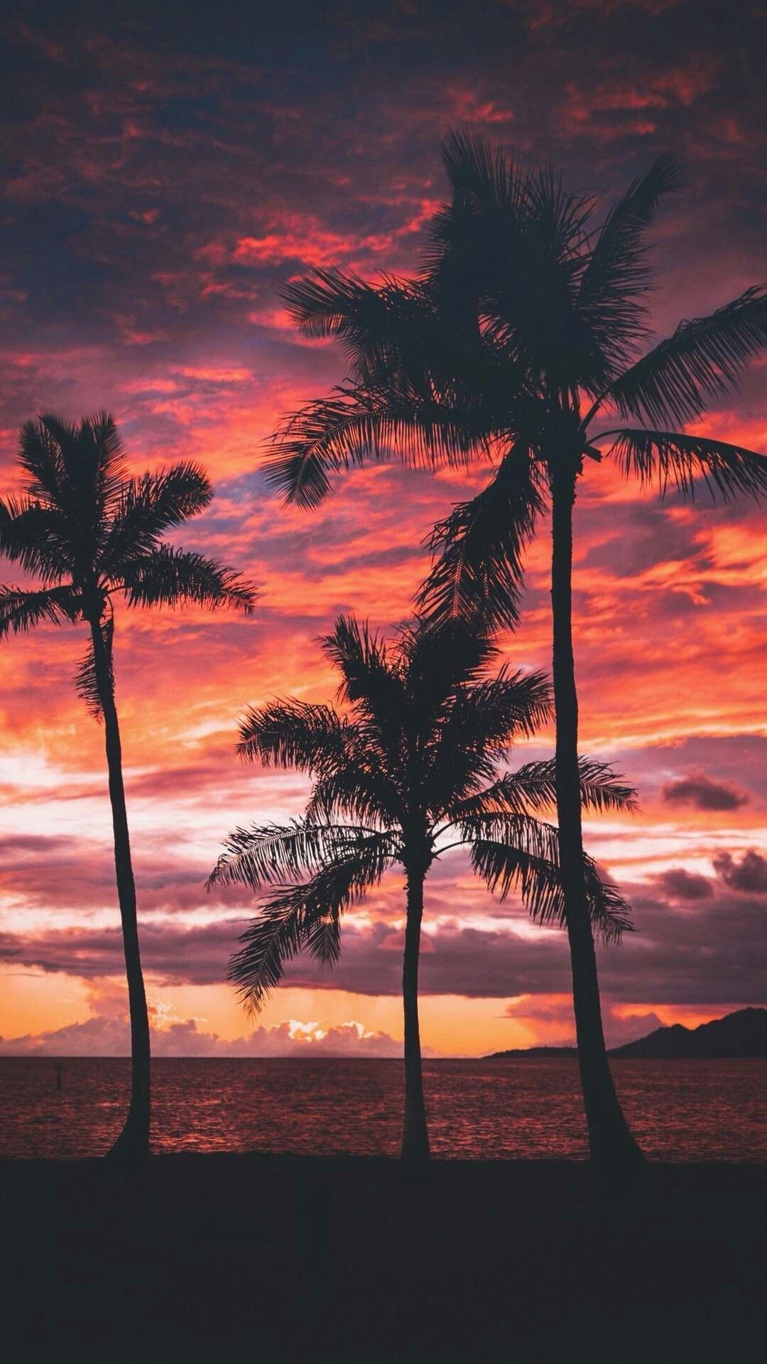  Phone Mobile Sunset Palm Tree Background HD  CBEditz