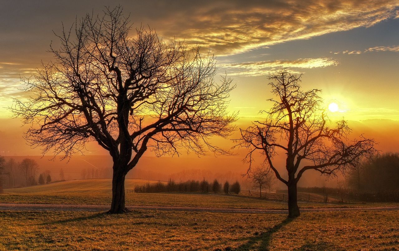 Tree In Sunset Wallpapers - Wallpaper Cave