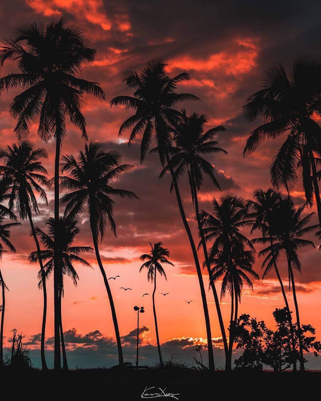 Palm Tree Sunset wallpaper