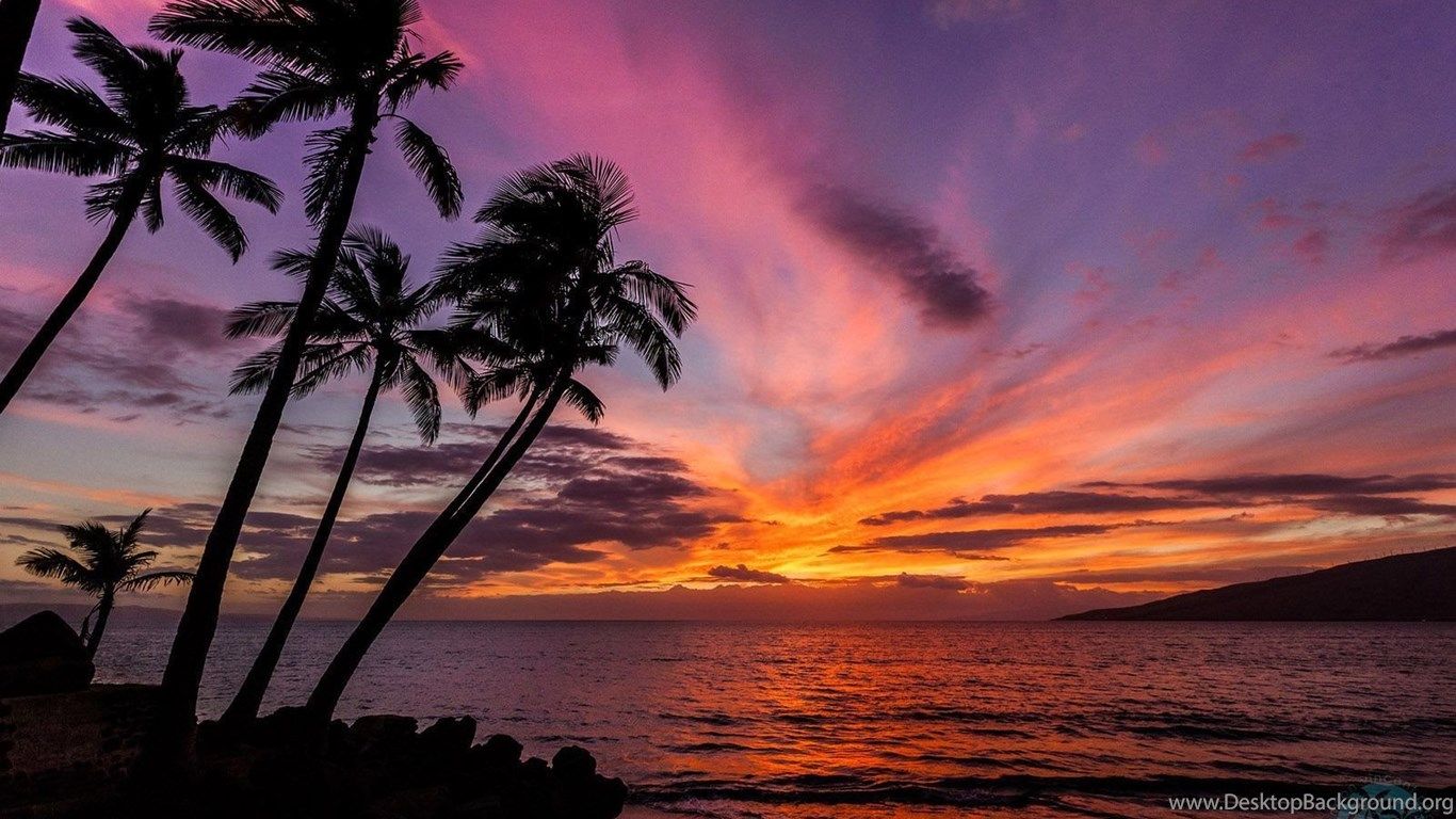 Palm Tree Sunset HD wallpaper