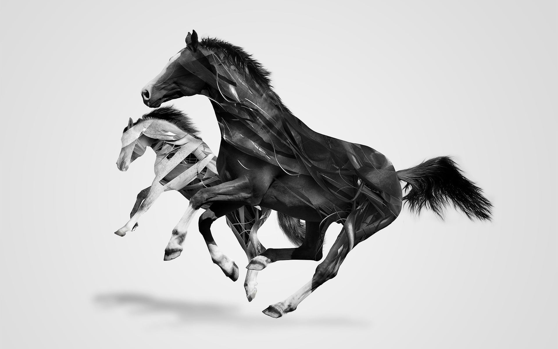 Monochrome Horses. Abstract animals, Animal wallpaper, Abstract image