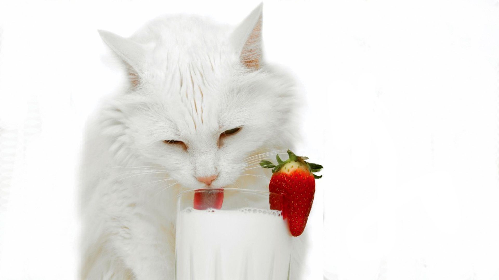 Strawberry Cat Wallpapers Wallpaper Cave