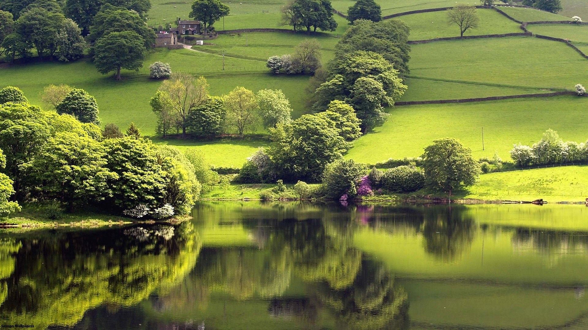 Tranquil, lake, bigpic, shore, trees, green, meadows, wallpaper