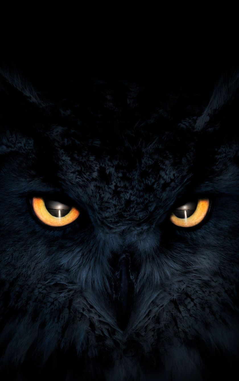 Owl, dark, glowing eyes. Owl wallpaper, Eyes wallpaper, Owl wallpaper iphone