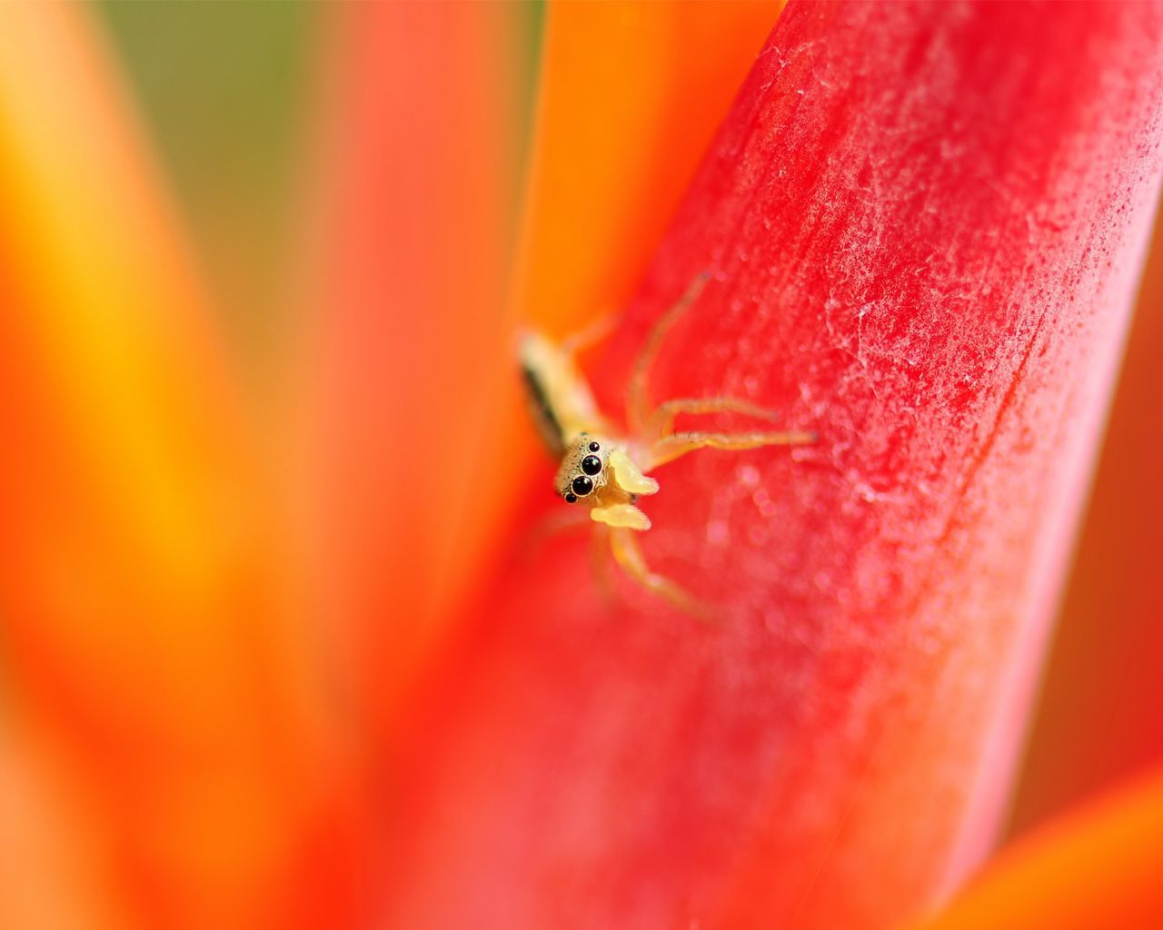 Download wallpaper 1280x1024 spider, small, petals, bright, eyes standard 5:4 HD background