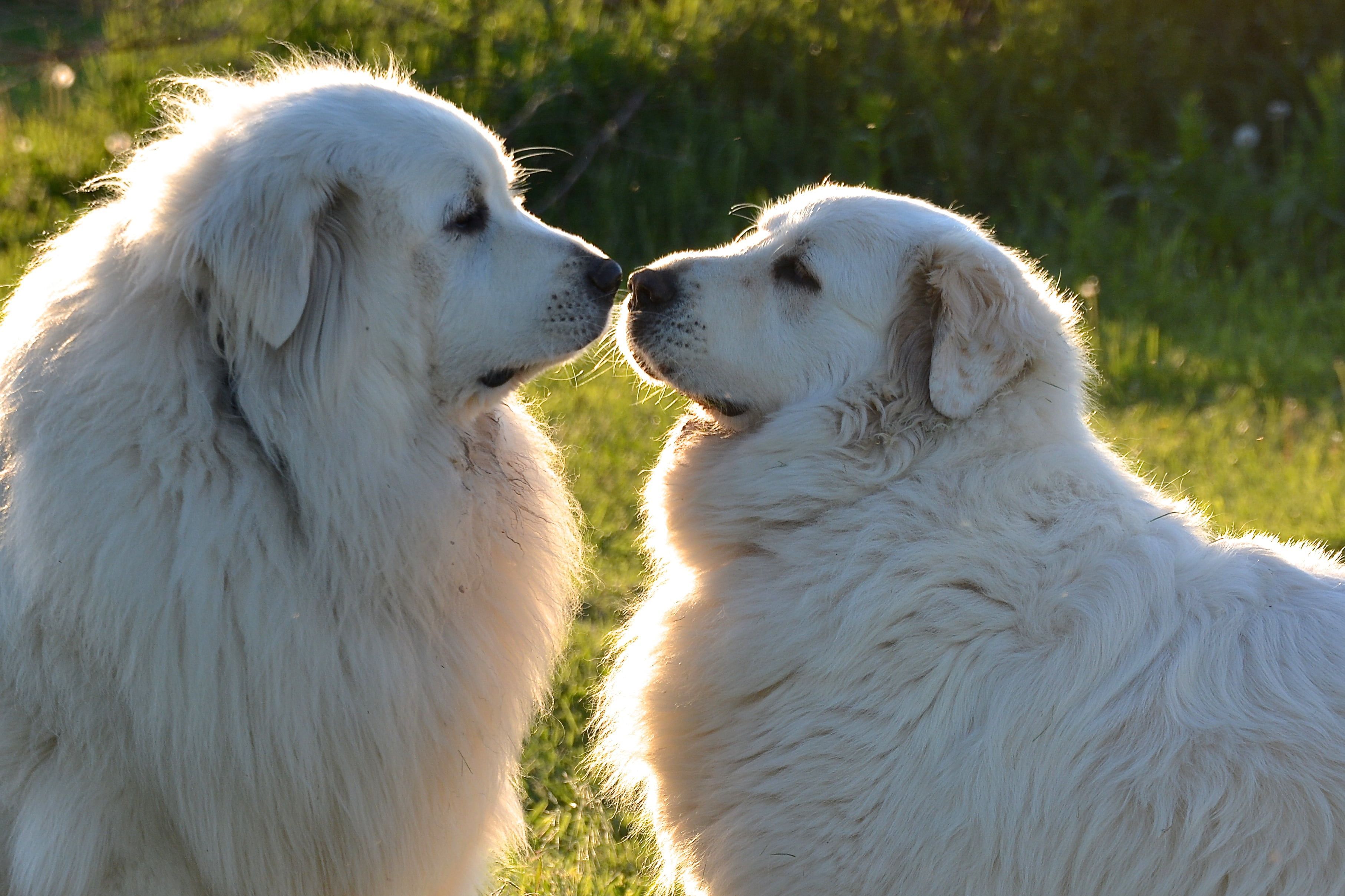 Great Pyrenees Wallpaper Free Great Pyrenees Background