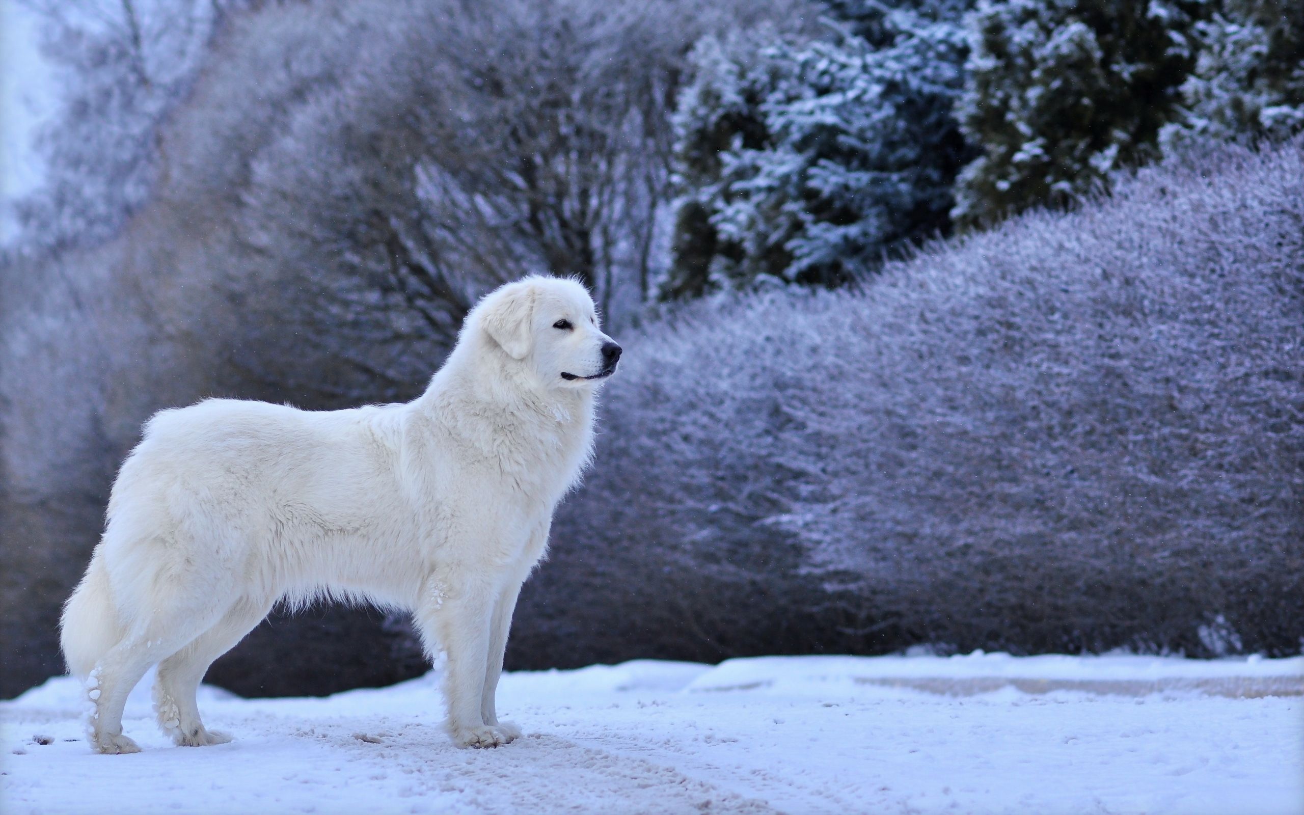 Image Dogs Great Pyrenees Snow animal 2560x1600