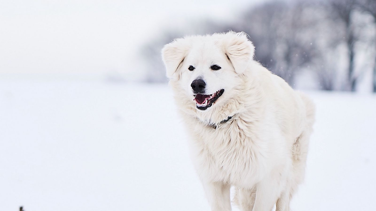 Download wallpaper 1600x900 great pyrenees, pyrenean mountain dog, dog, white, snow, running widescreen 16:9 HD background