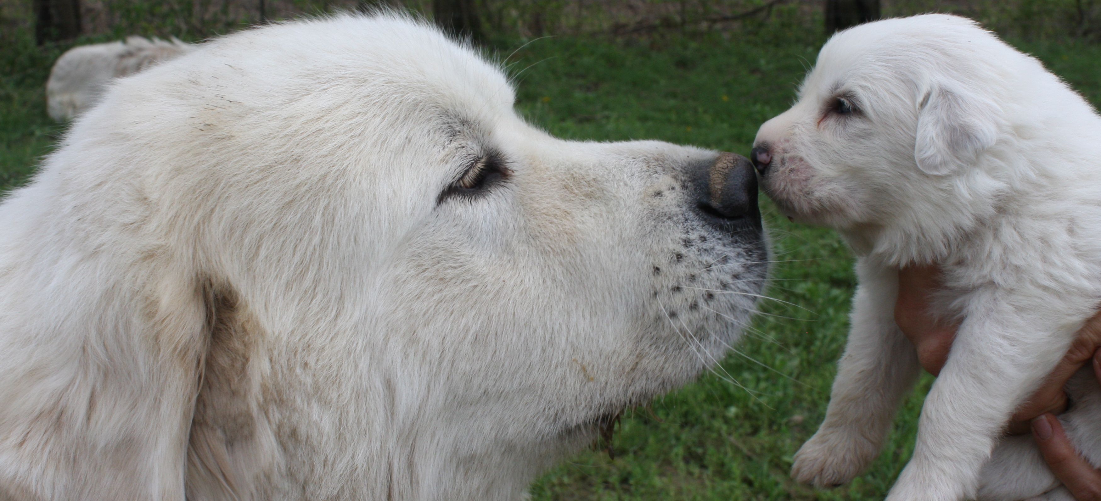 Tender Great Pyrenees dog with her baby photo. Great pyrenees dog, Great pyrenees, Great pyrenees puppy