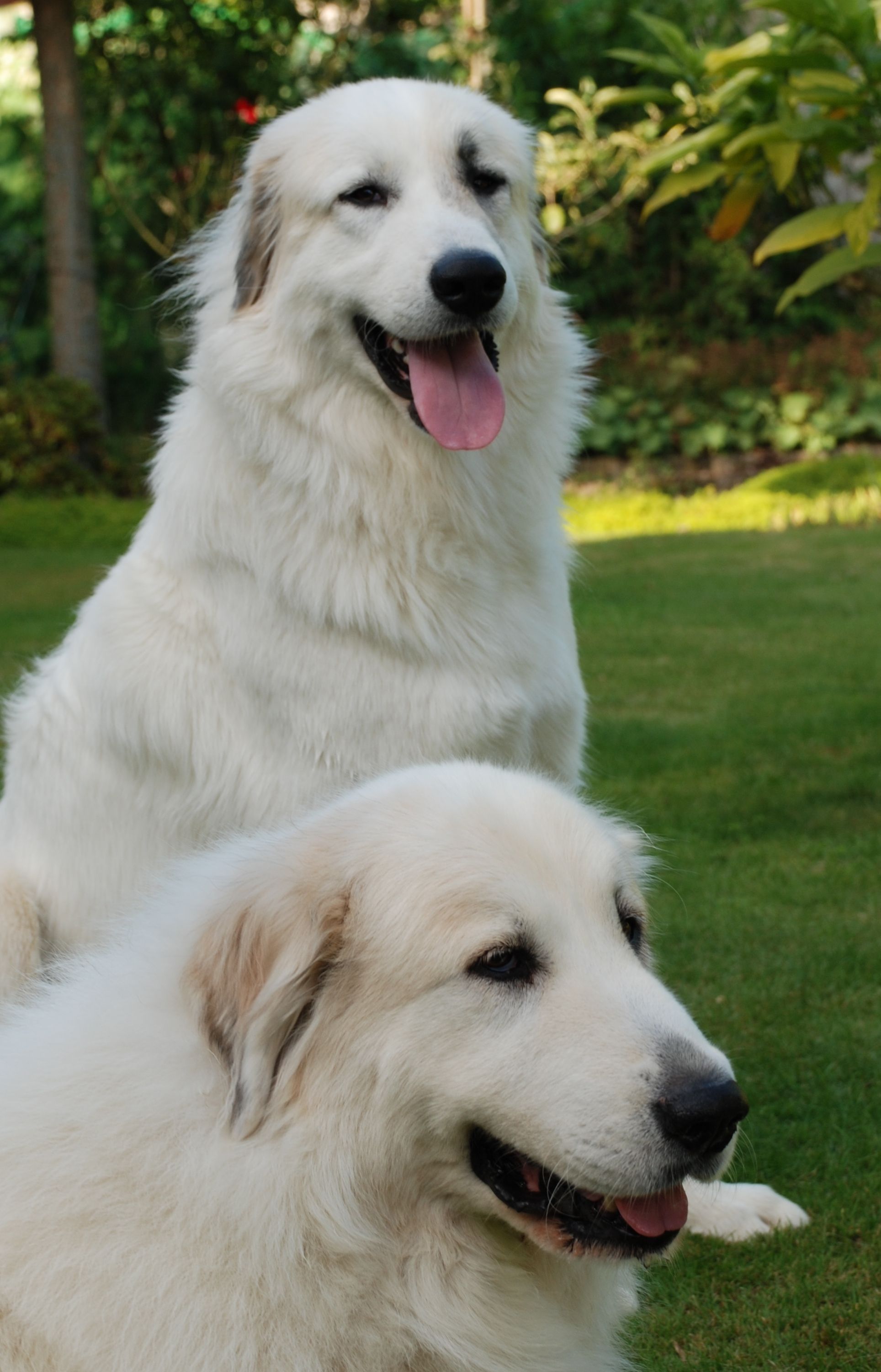 Beautiful Great Pyrenees dogs photo. Great pyrenees dog, Great pyrenees, Dog photo
