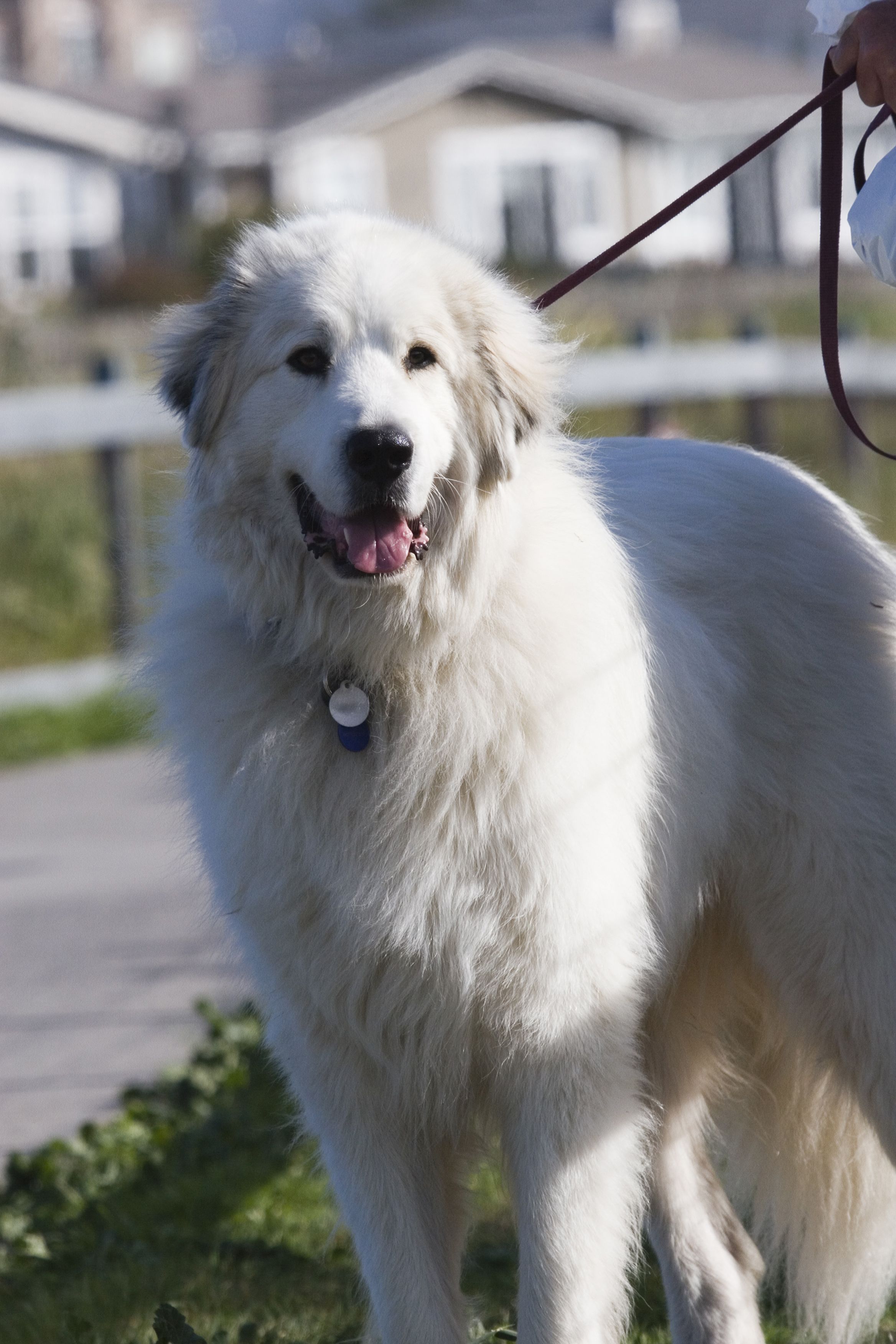 Great Pyrenees dog on the grass photo and wallpaper. Beautiful Great Pyrenees dog on the grass picture